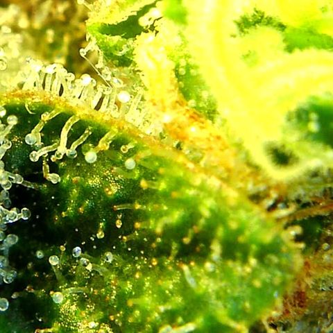 Green Crack growlog timeline photo