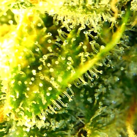 Green Crack growlog timeline photo