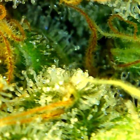 Green Crack growlog timeline photo