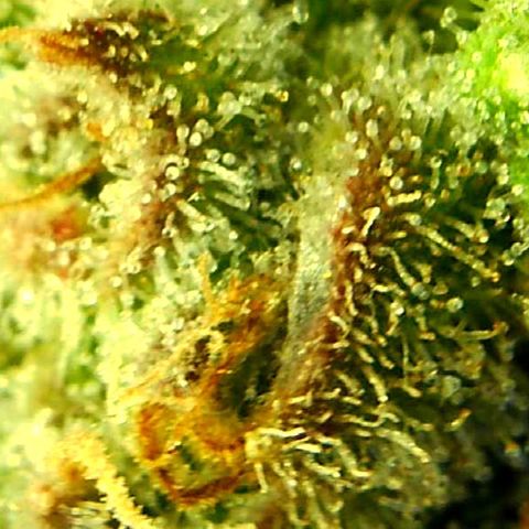 Green Crack growlog timeline photo