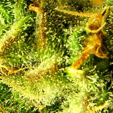 Green Crack growlog timeline photo