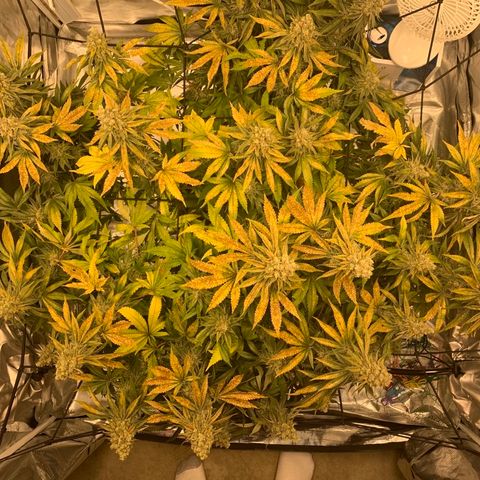 Green Crack growlog timeline photo