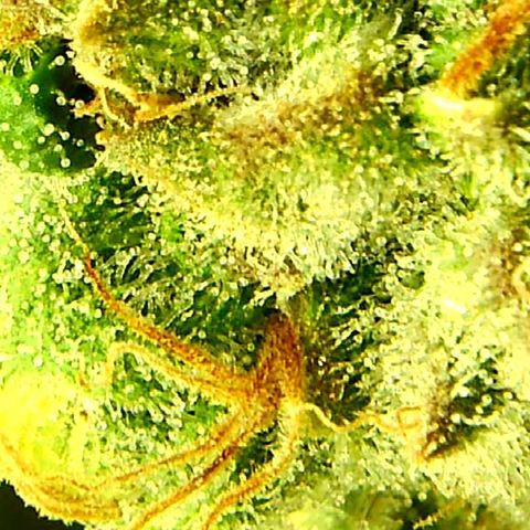 Green Crack growlog timeline photo