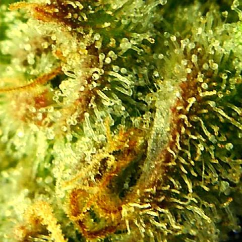 Green Crack growlog timeline photo
