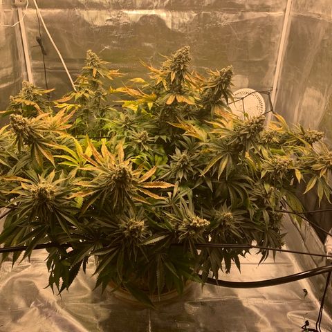 Green Crack growlog timeline photo