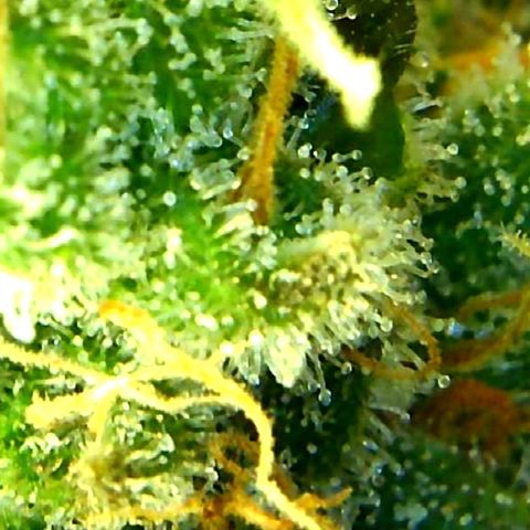 Green Crack growlog timeline photo