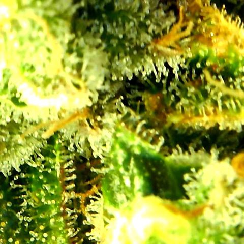 Green Crack growlog timeline photo