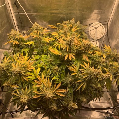 Green Crack growlog timeline photo