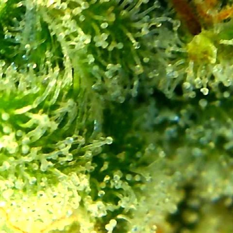 Green Crack growlog timeline photo