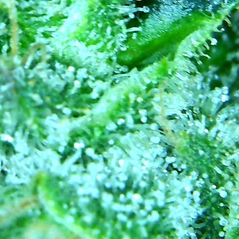 Green Crack growlog timeline photo