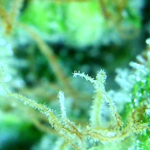 Green Crack growlog timeline photo