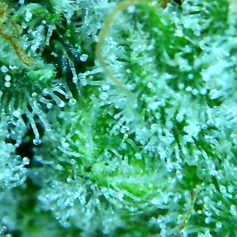 Green Crack growlog timeline photo