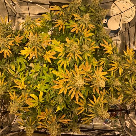 Green Crack growlog timeline photo