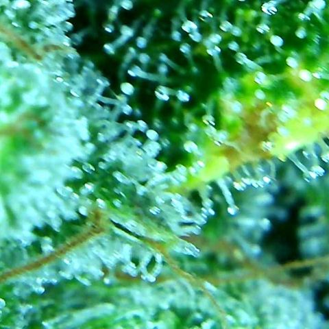 Green Crack growlog timeline photo