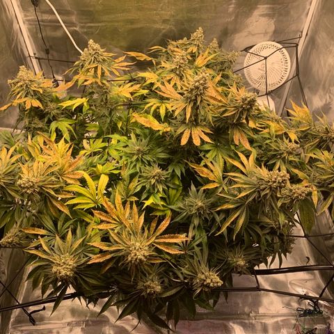 Green Crack growlog timeline photo