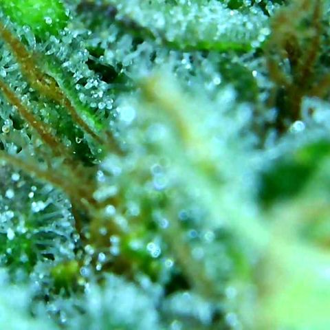 Green Crack growlog timeline photo