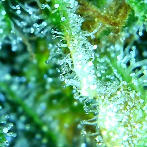 Green Crack growlog timeline photo