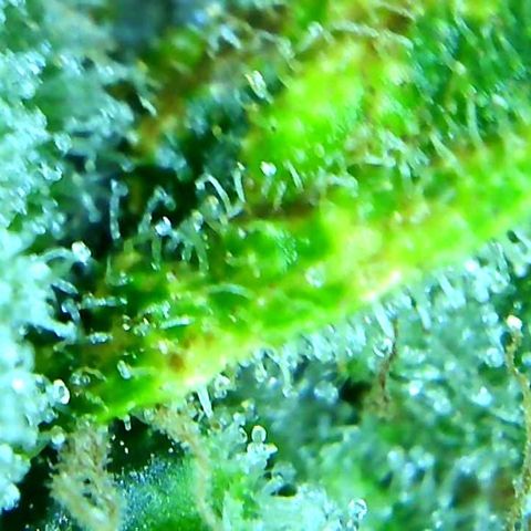Green Crack growlog timeline photo