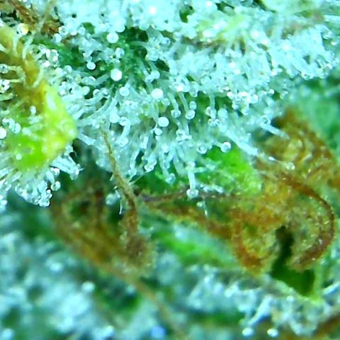 Green Crack growlog timeline photo
