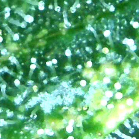 Green Crack growlog timeline photo
