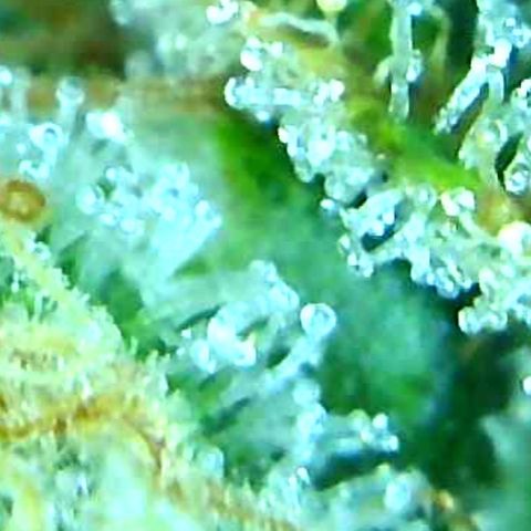 Green Crack growlog timeline photo