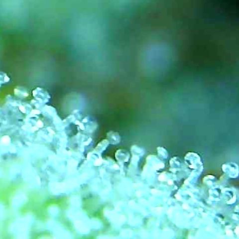 Green Crack growlog timeline photo