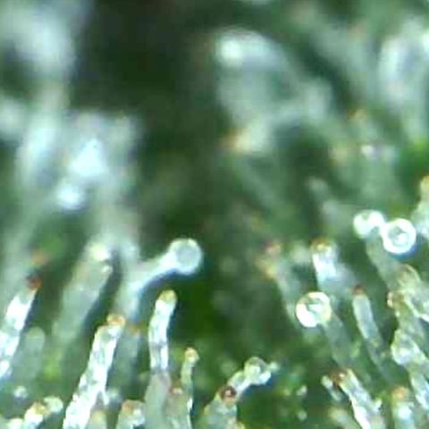 Green Crack growlog timeline photo