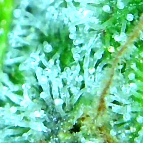 Green Crack growlog timeline photo