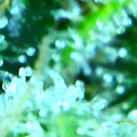 Green Crack growlog timeline photo