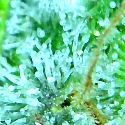 Green Crack growlog timeline photo