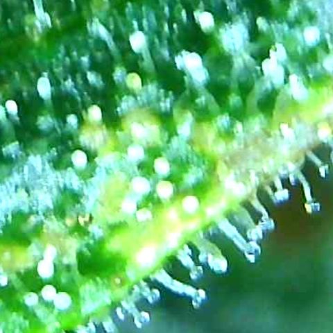 Green Crack growlog timeline photo