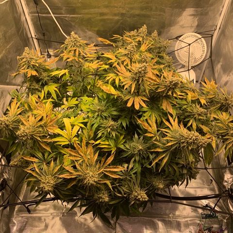Green Crack growlog timeline photo