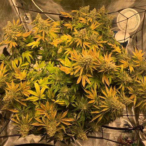 Green Crack growlog timeline photo