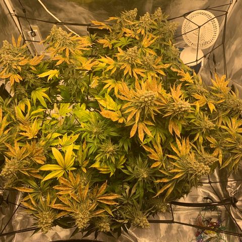 Green Crack growlog timeline photo