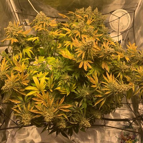 Green Crack growlog timeline photo