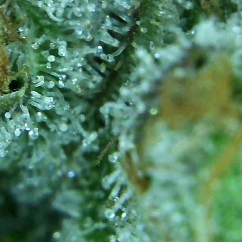 Green Crack growlog timeline photo