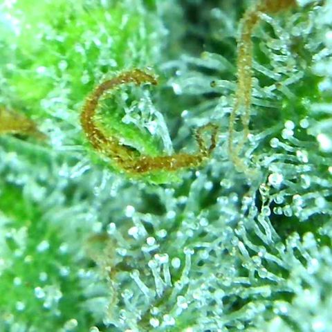 Green Crack growlog timeline photo