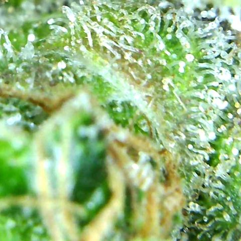 Green Crack growlog timeline photo