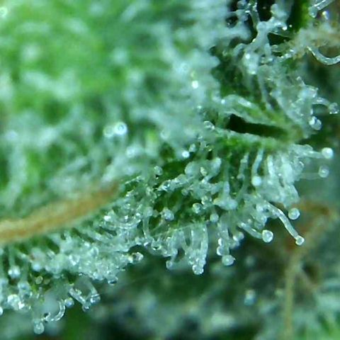 Green Crack growlog timeline photo