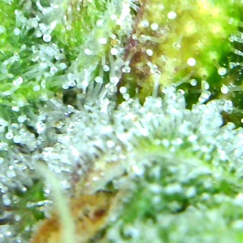 Green Crack growlog timeline photo