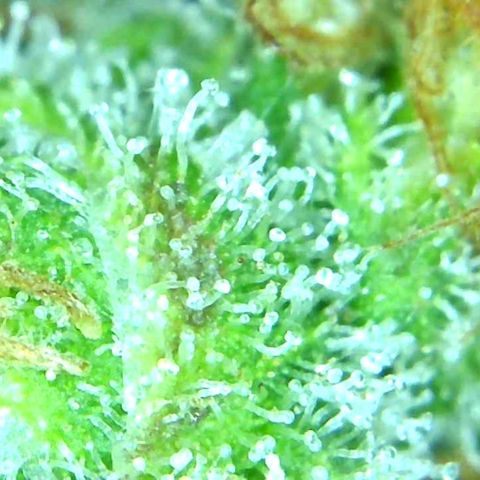 Green Crack growlog timeline photo