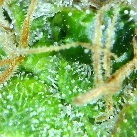 Green Crack growlog timeline photo