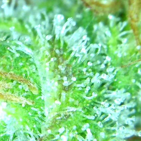 Green Crack growlog timeline photo