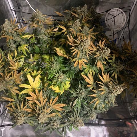Green Crack growlog timeline photo