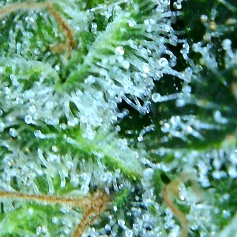 Green Crack growlog timeline photo