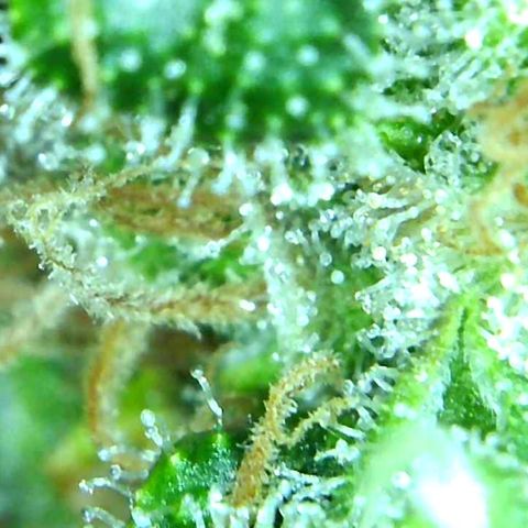 Green Crack growlog timeline photo