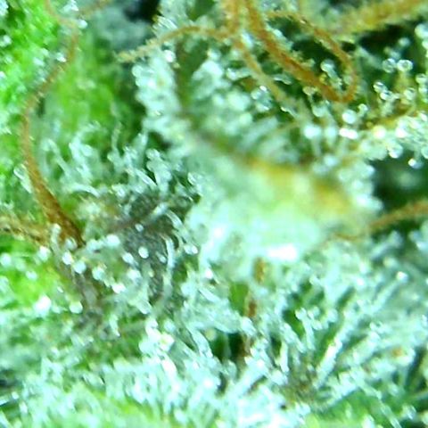 Green Crack growlog timeline photo