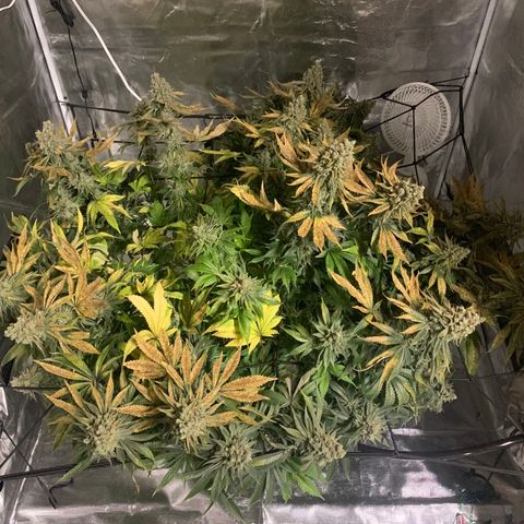 Green Crack growlog timeline photo