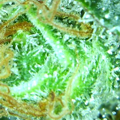 Green Crack growlog timeline photo