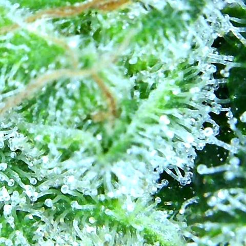 Green Crack growlog timeline photo